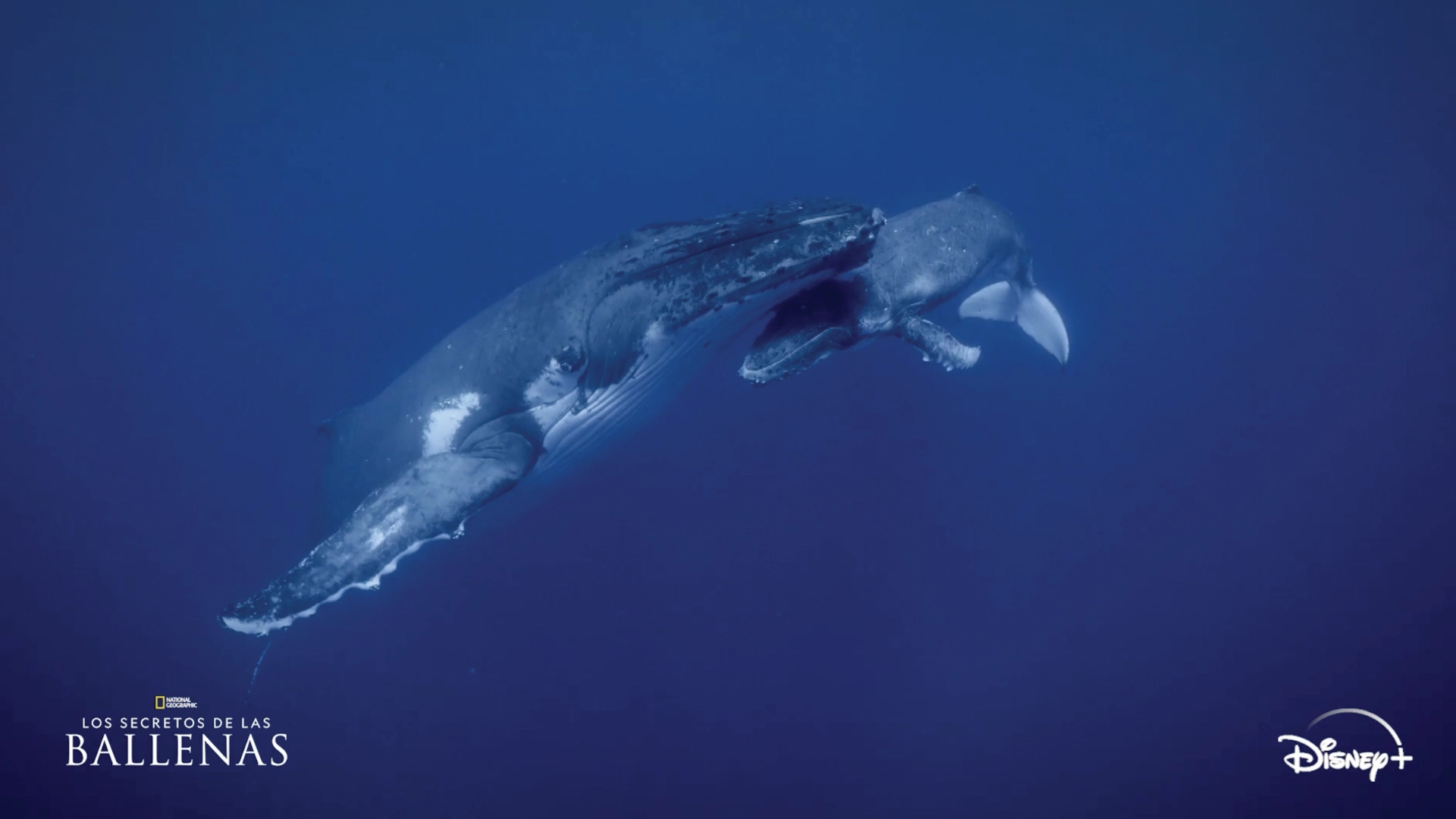 El secreto de las ballenas 3