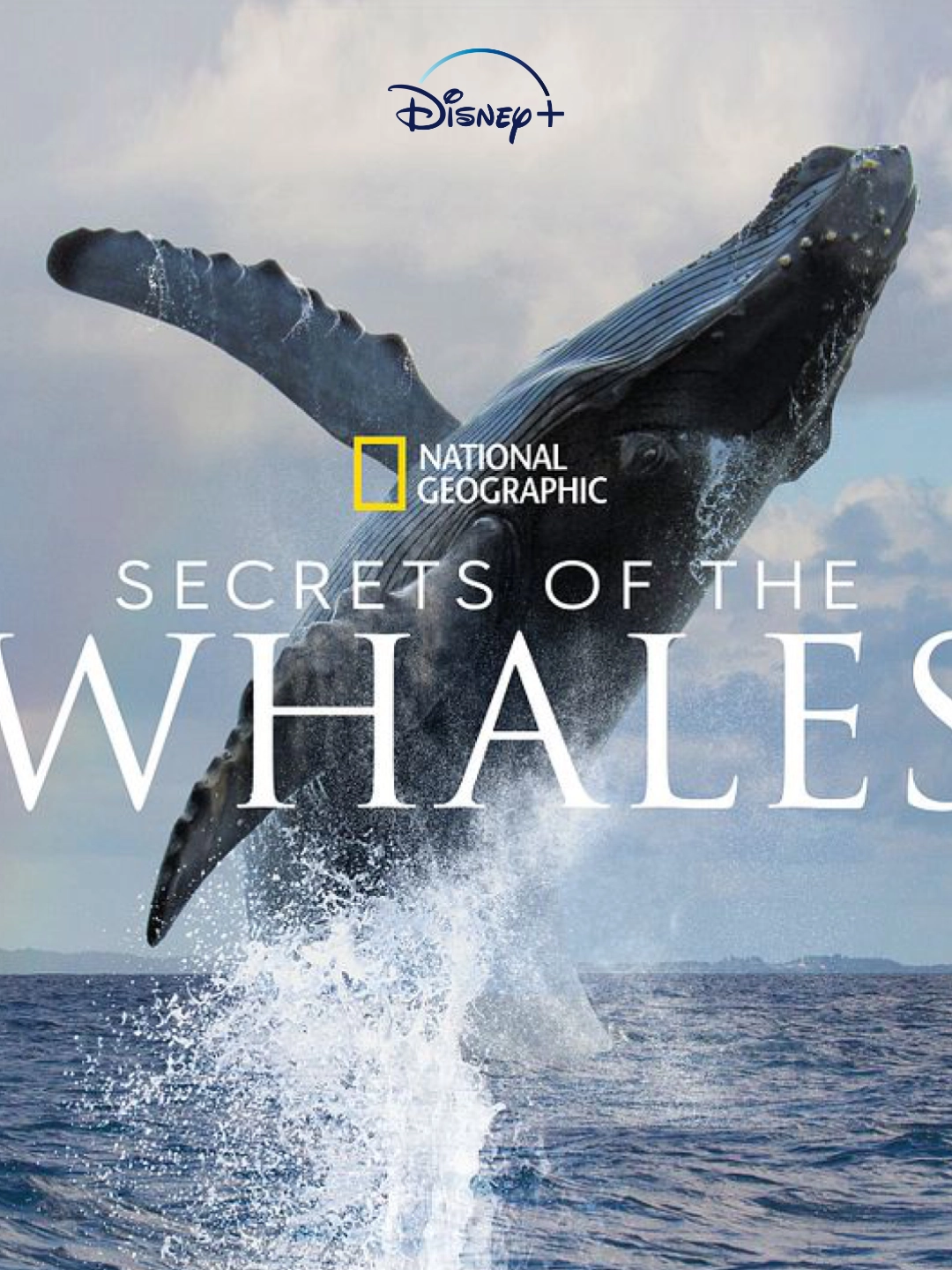 El secreto de las ballenas