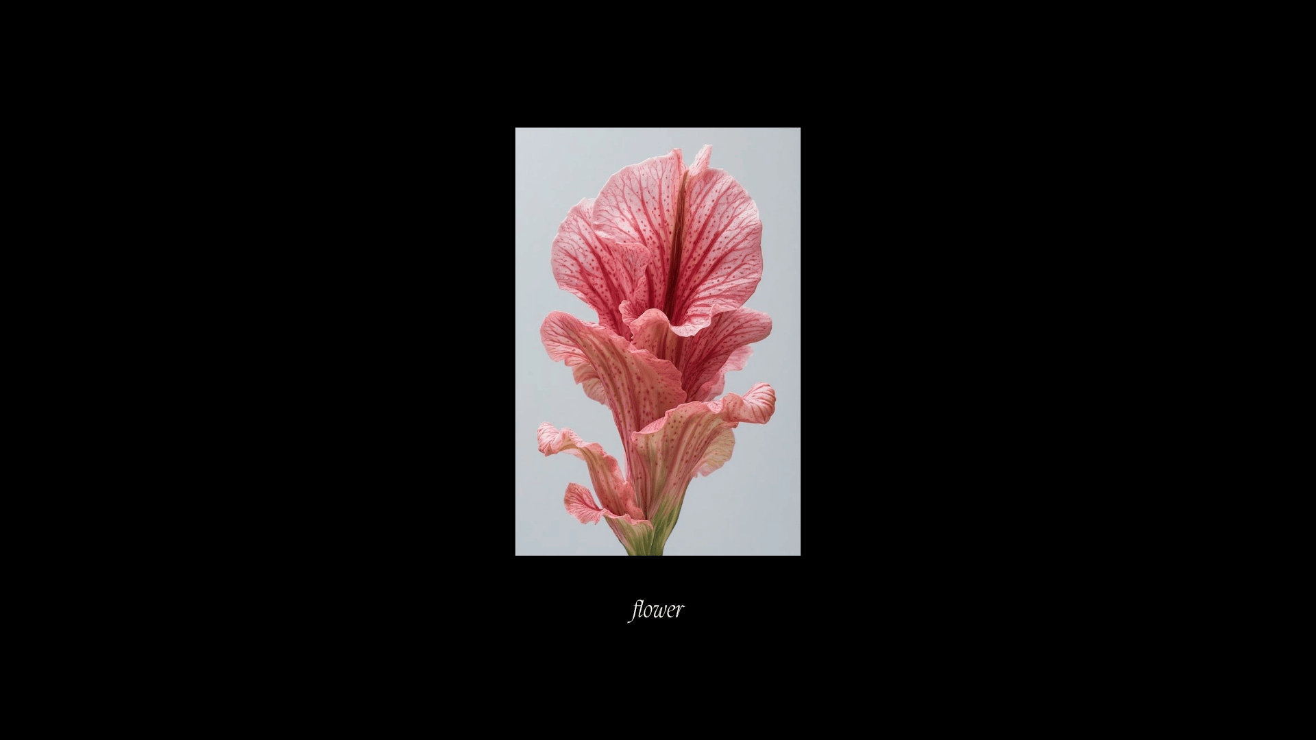 Floral Distortion
